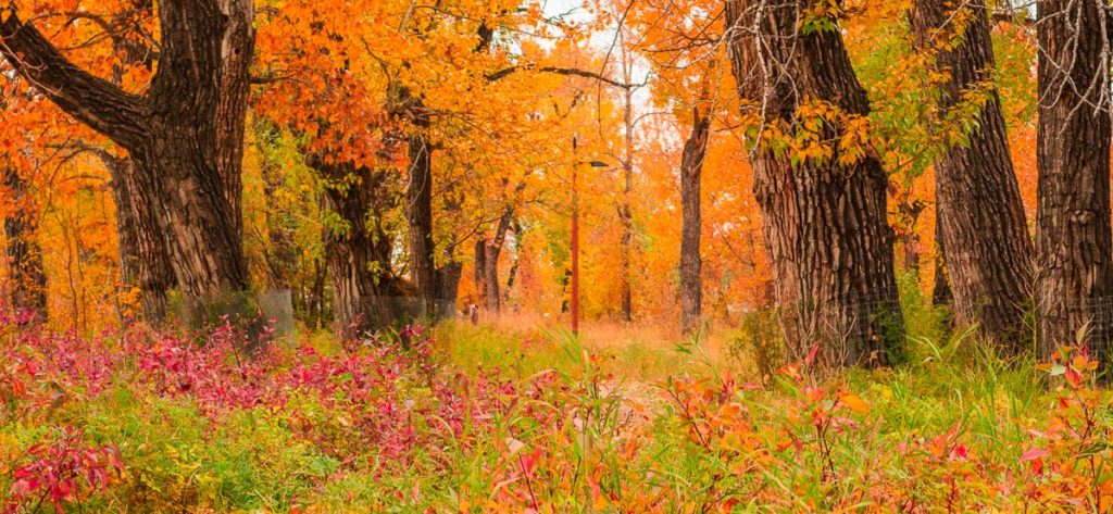 Autumn colors at st. george park calgary city