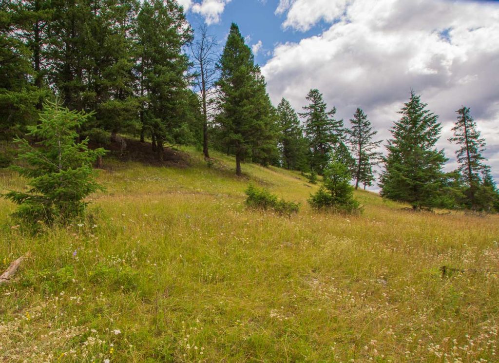 photo of a Hiking Trail taken on a bright cloudy day while we were hiking the valley of the five lakes in Jasper National Park Alberta Canada on the summer of 2020