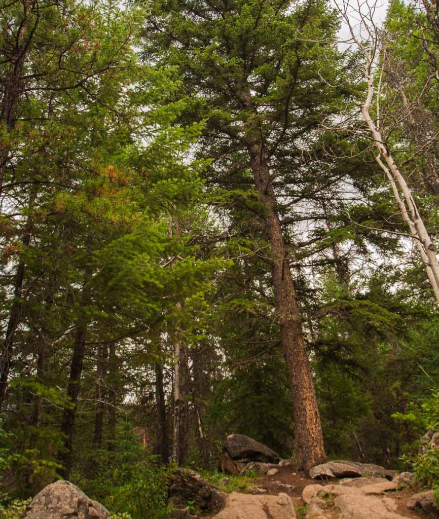 photo of a tall tree on a Hiking Trail taken while we were hiking the valley of the five lakes in Jasper National Park Alberta Canada on the summer of 2020