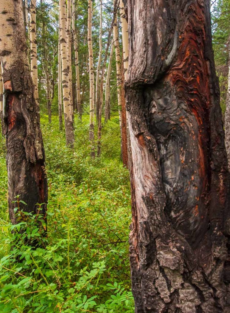 photo of a two creepy tree face in the middle of the forest taken while hiking the valley of the five lakes in jasper national park Alberta Canada