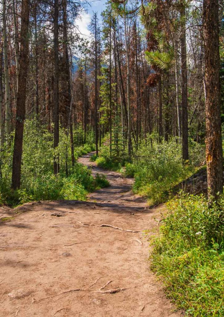 photo of a Hiking Trail taken while we were hiking the valley of the five lakes in Jasper National Park Alberta Canada on the summer of 2020